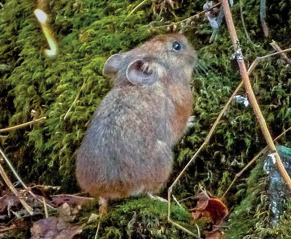 Ochotona himalayana