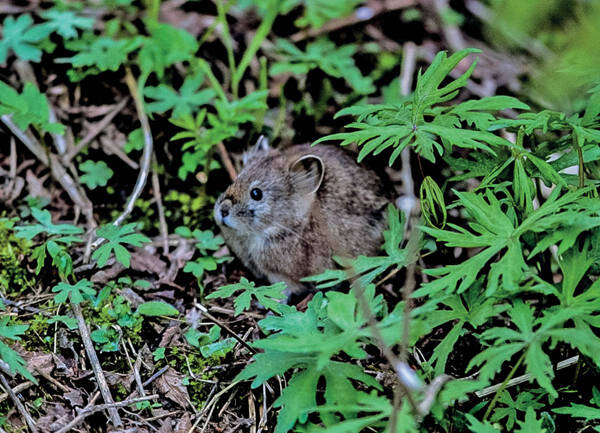 Ochotona forresti