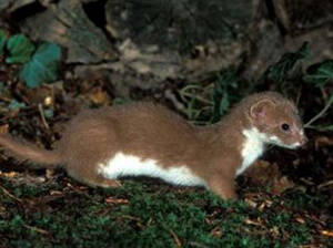 Mustela africana