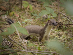 Mustela felipei