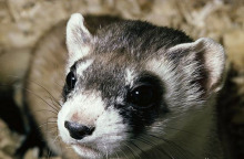 Mustela nigripes