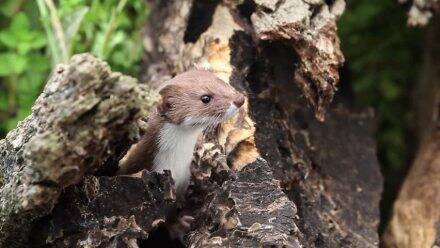 Mustela tonkinensis