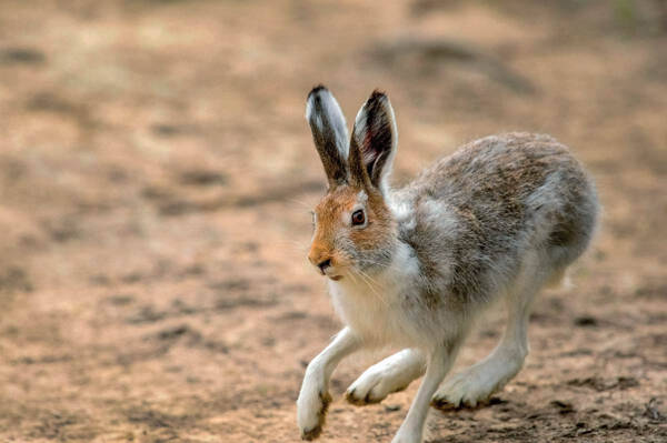 Lepus timidus