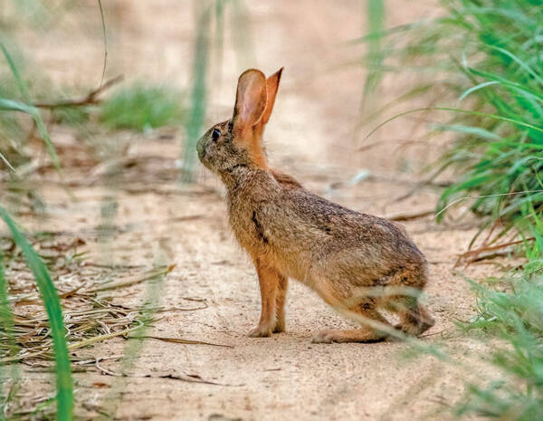 Lepus sinensis