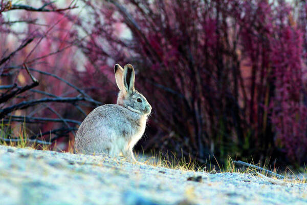 Lepus tolai