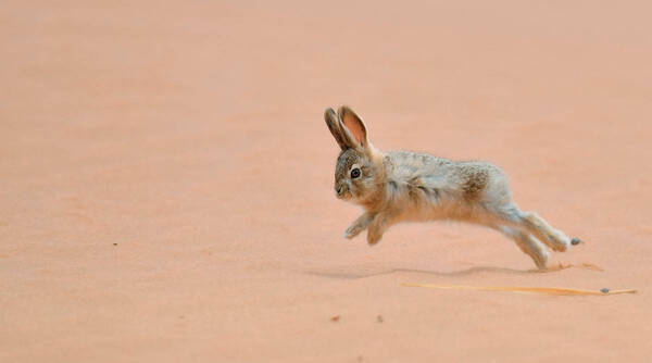 Lepus tibetanus