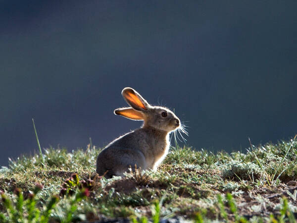 Lepus yarkandensis