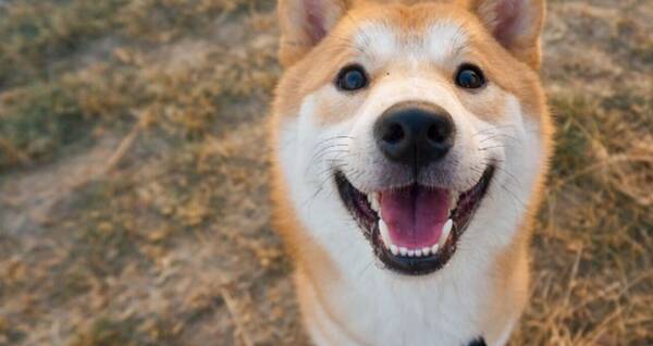 Why does Shiba Inu laugh?