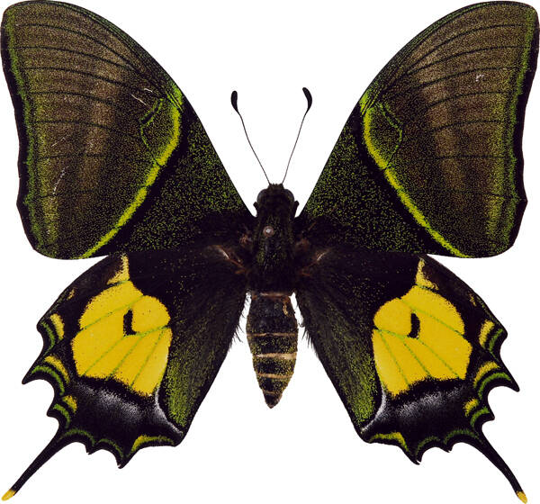 Teinopalpus aureus