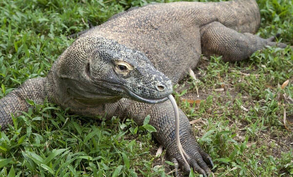 Varanus komodoensis