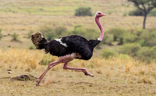 largest bird on earth