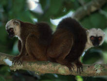 Eulemur albifrons