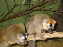 Eulemur albocollaris