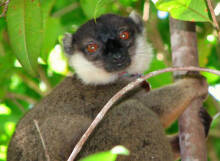 Eulemur cinereiceps