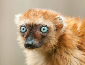 Eulemur flavifrons