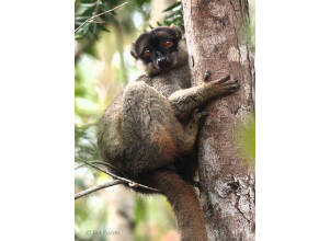 Eulemur fulvus