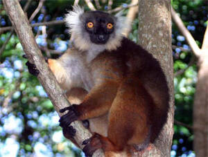 Eulemur macaco