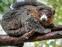 Eulemur mongoz