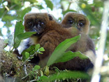 Eulemur rubriventer