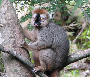 Eulemur rufus