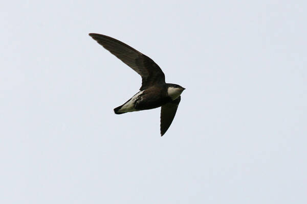 White-throated Needletail