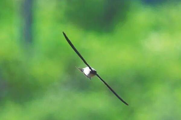 Germain's Swiftlet