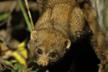 Perodicticus potto