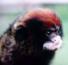 红帽柽柳猴