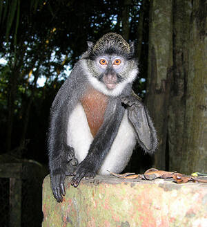 Cercopithecus erythrogaster