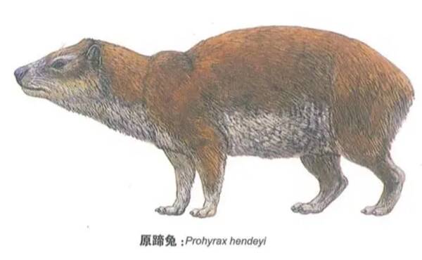 Protohyrax