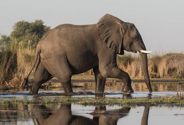 African savanna elephant