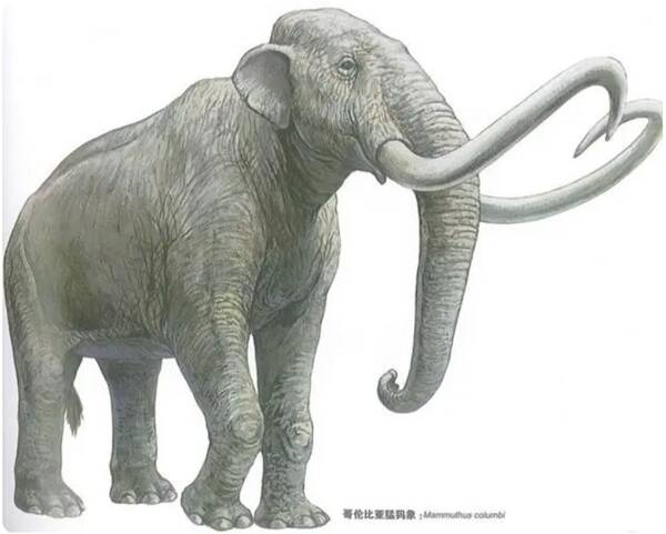 Colombian Mammoth