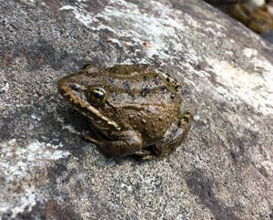 Rana luteiventris