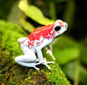 poisondartfrog