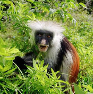 Piliocolobus preussi