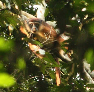 Piliocolobus tholloni