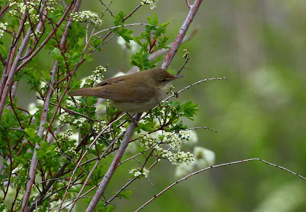 Acrocephalus dumetorum