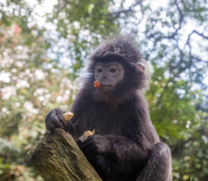 Trachypithecus auratus,