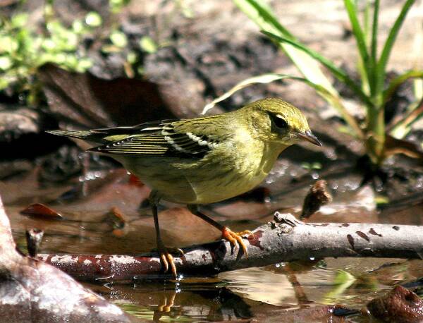 Acrocephalus tangorum