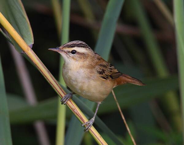 Acrocephalus schoenobaenus