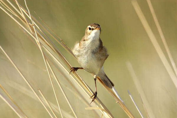 Acrocephalus agricola