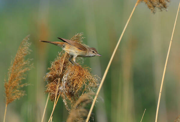 Acrocephalus arundinaceus