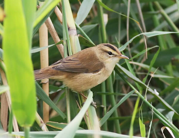 Acrocephalus bistrigiceps