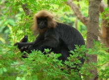 Trachypithecus johnii