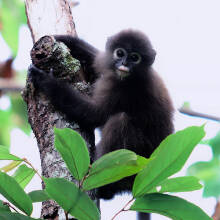 Trachypithecus obscurus