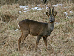 Capreolus pygargus