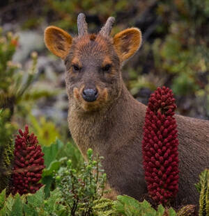 Pudu puda