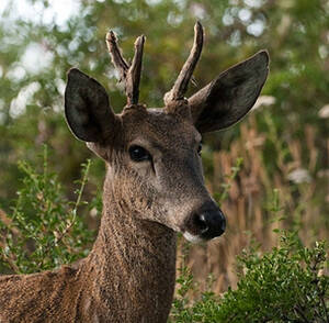 Hippocamelus bisulcus