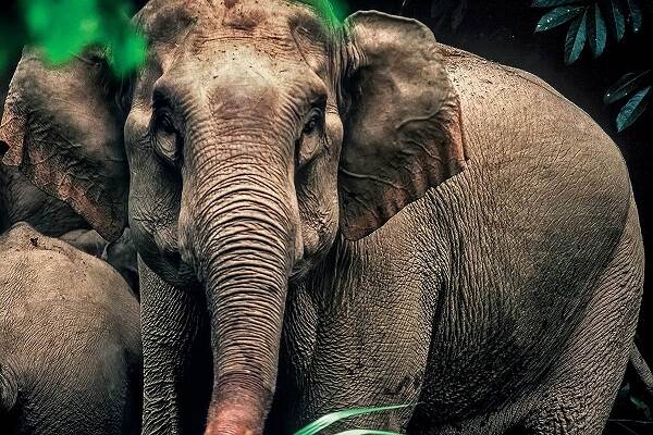 The origin of elephants and their evolutionary history