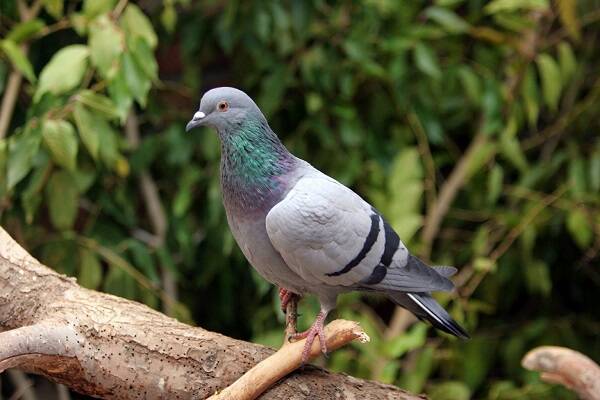 The origin of pigeons and their evolutionary history
